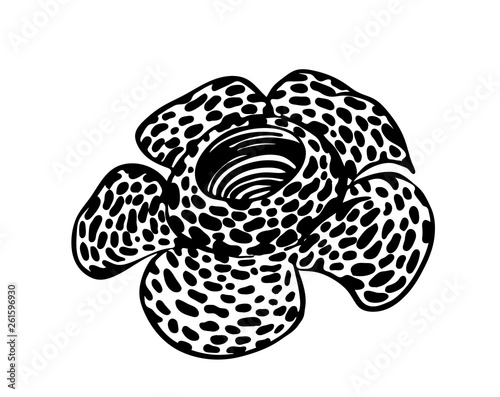 Hand drawn rafflesia modern outline sketch. Vector black ink drawing flower isolated on white background. Graphic illustration