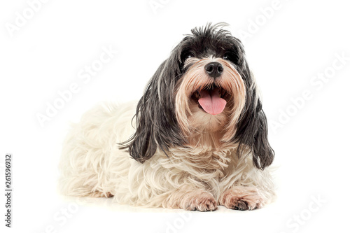 Studio shot of an adorable Havanese looking curiously at the camera