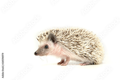 An adorable African white- bellied hedgehog standing on white background