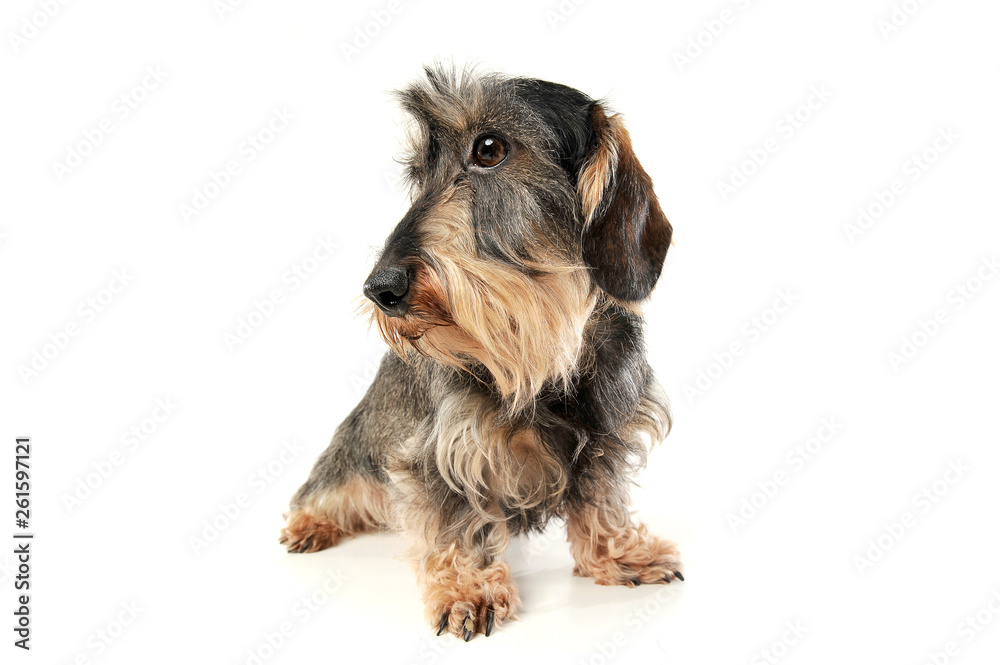 Studio shot of an adorable wire-haired Dachshund looking sad