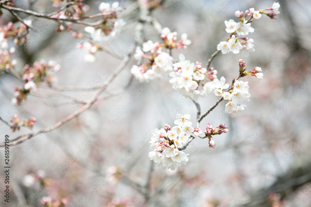 桜 春 青 季節 さくら 桜 春 青 季節 さくら