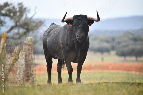 toro en españa en campo verde photo