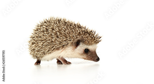 An adorable African white- bellied hedgehog standing on white background