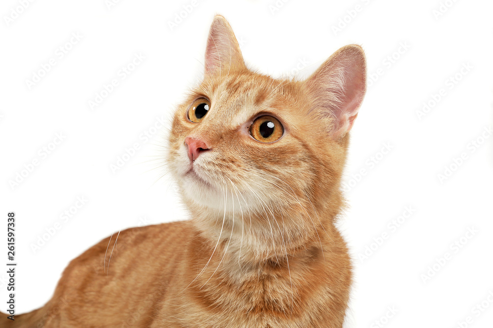 Portrait of an adorable domestic cat looking excited