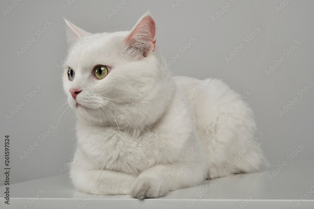 Studio shot of an adorable domestic cat lying on grey background