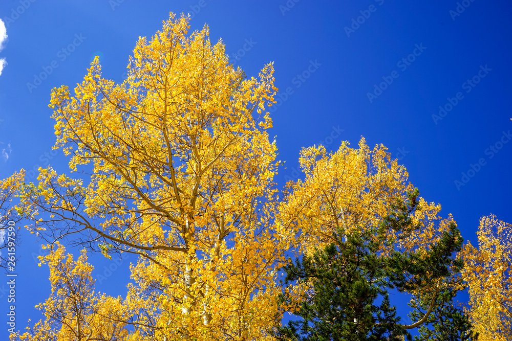 Colorful Aspen Trees and Clear Blue Sky during a Fall Hike in the Colorado Rocky Mountains