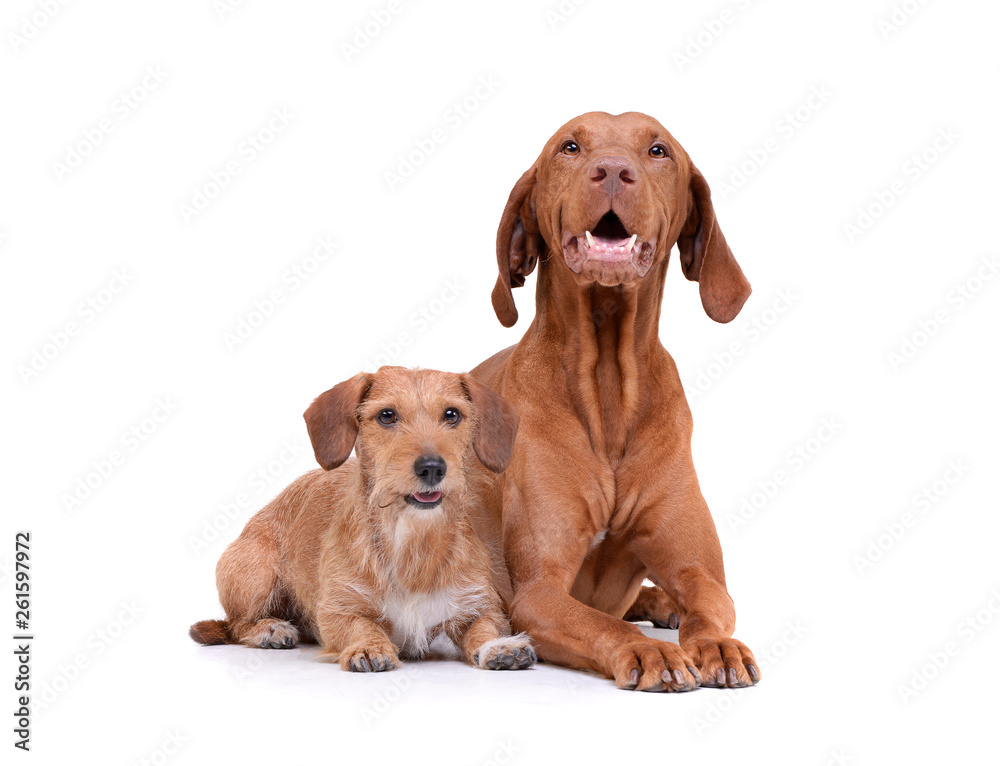 Studio shot of an adorable magyar vizsla and a wired haired dachshund mix dog