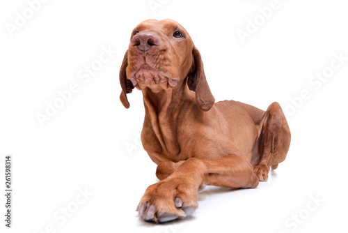 Studio shot of an adorable magyar vizsla looking curiously