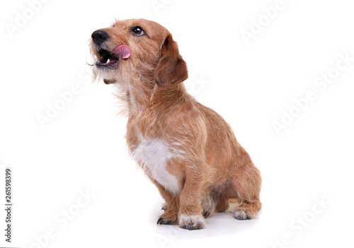 An adorable wire haired dachshund mix dog sitting on white background