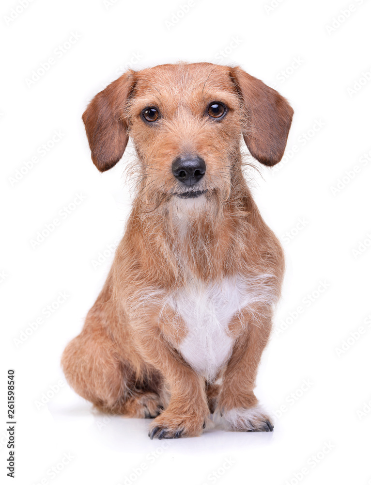 An adorable wire haired dachshund mix dog sitting on white background