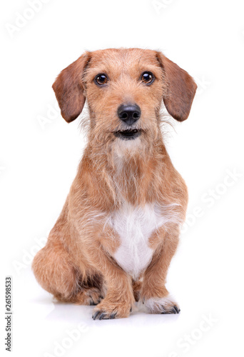 An adorable wire haired dachshund mix dog sitting on white background