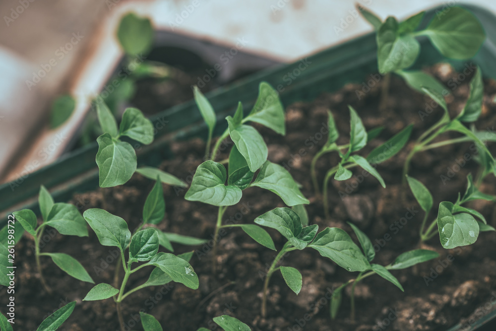 Young green plants with leaves grow from seeds. Baby plants seeding, black hole trays for agricultural seedlings.The spring planting. Early seedling, grown from seeds in boxes Young green plants with leaves grow from seeds. Baby plants seeding, black hole trays for agricultural seedlings.The spring planting. Early seedling, grown from seeds in boxes
