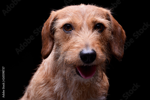Portrait of an adorable wire haired dachshund mix dog looking satisfied