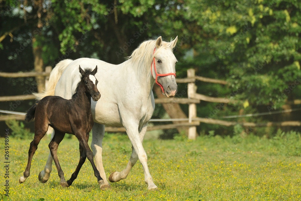 mare and foal mare and foal
