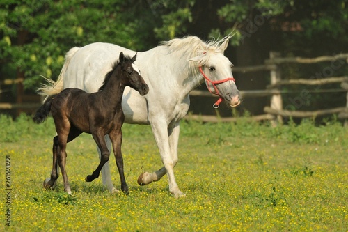 mare and foal © Croato