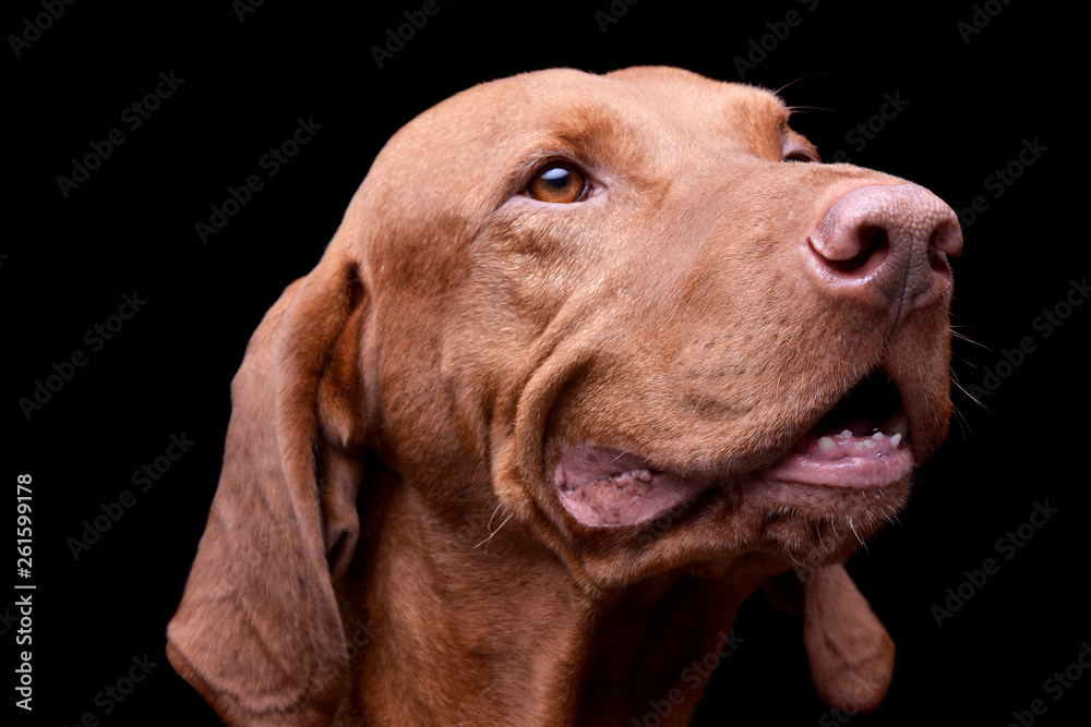 Portrait of an adorable magyar vizsla looking curiously