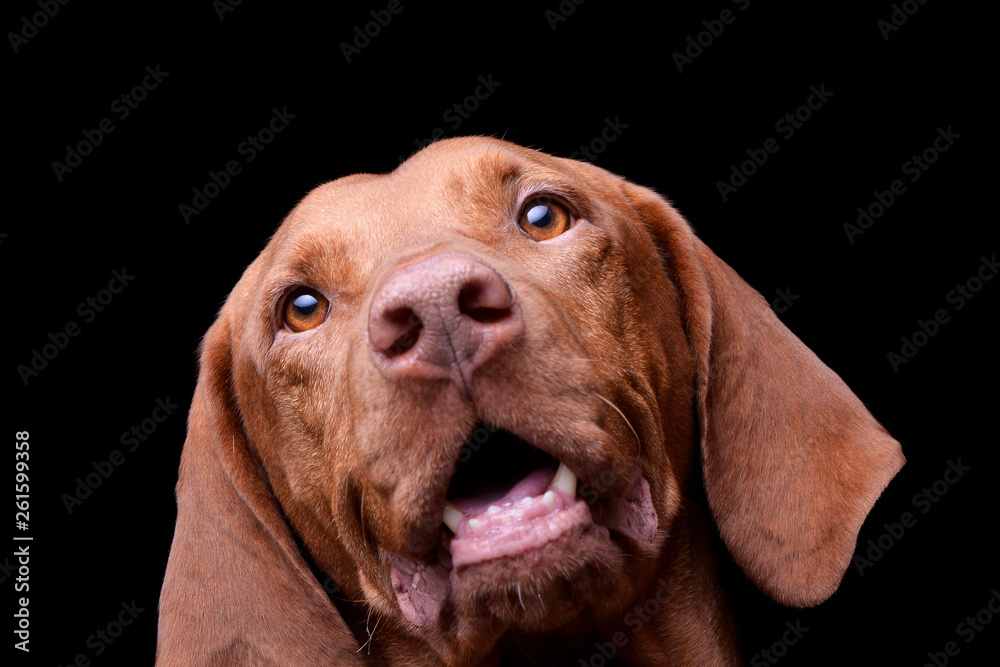 Portrait of an adorable magyar vizsla looking curiously at the camera Portrait of an adorable magyar vizsla looking curiously at the camera