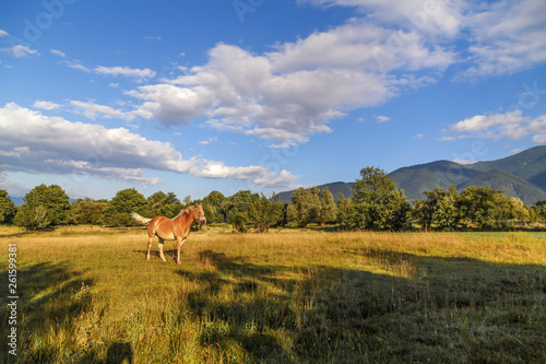 The horse grazing on a pasture in a beautiful summer day, green mountains in the background. © Telly