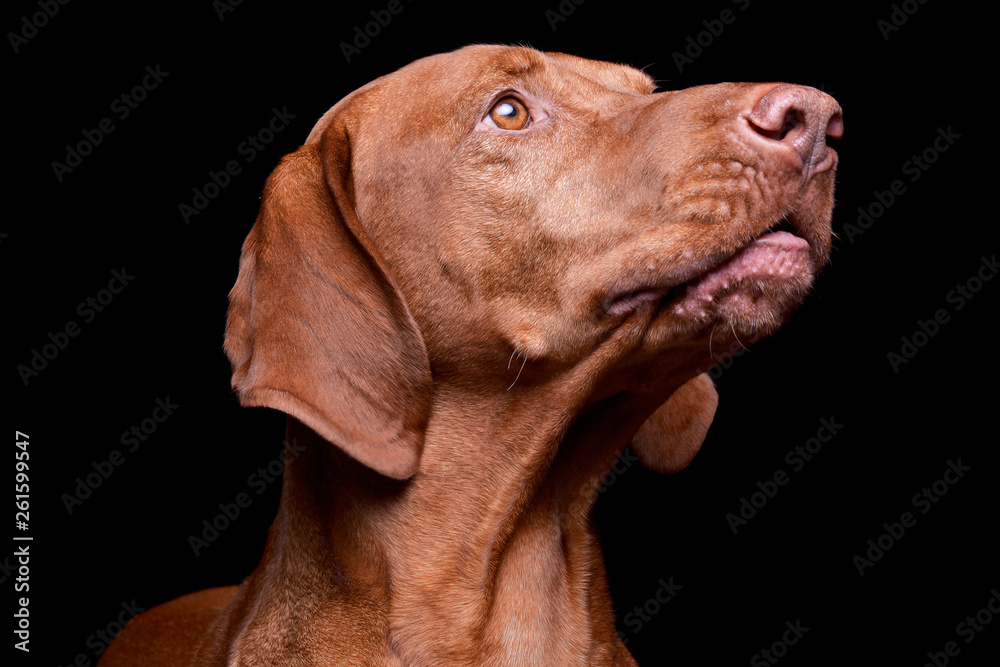 Portrait of an adorable magyar vizsla looking up curiously Portrait of an adorable magyar vizsla looking up curiously