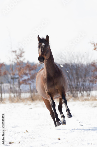 Pferde im Schnee