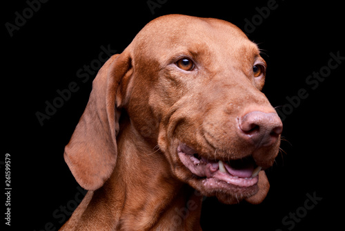 Portrait of an adorable magyar vizsla looking satisfied