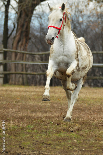 white horse running © Croato