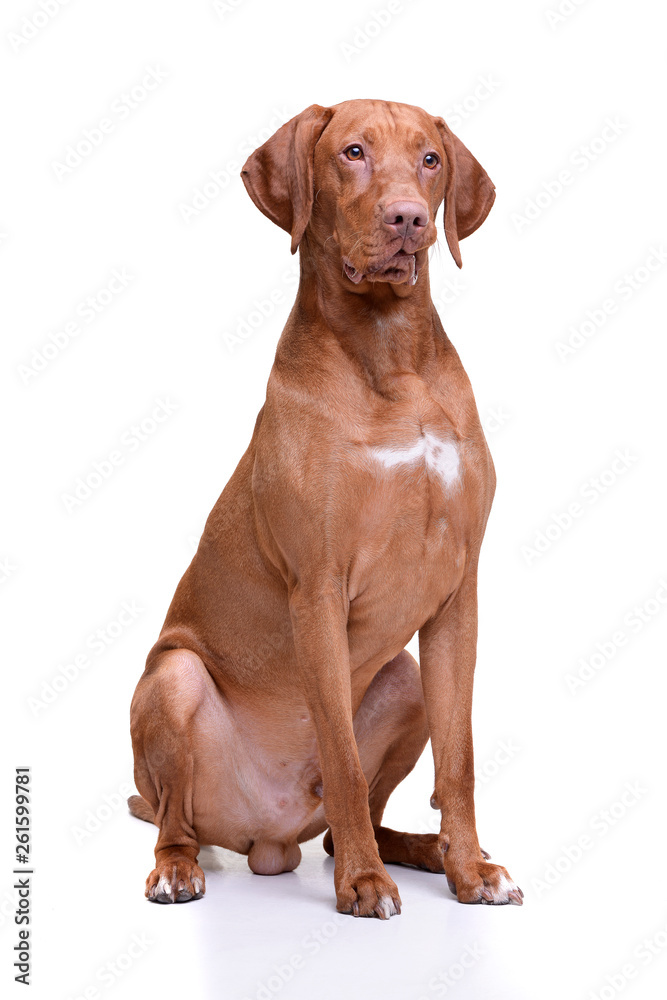 Studio shot of an adorable magyar vizsla looking curiously Studio shot of an adorable magyar vizsla looking curiously