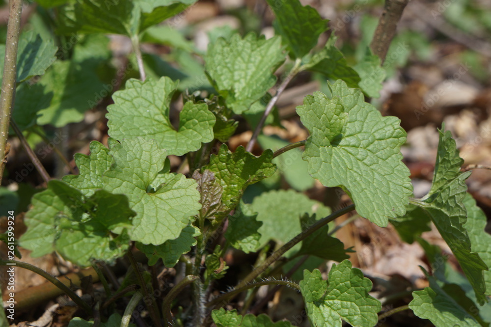 Vitis Vitis