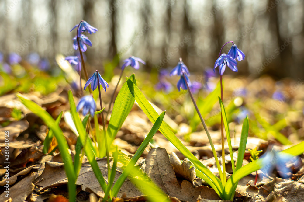 Primrose, Scilla spring flower under the warm rays of spring sunlight Primrose, Scilla spring flower under the warm rays of spring sunlight