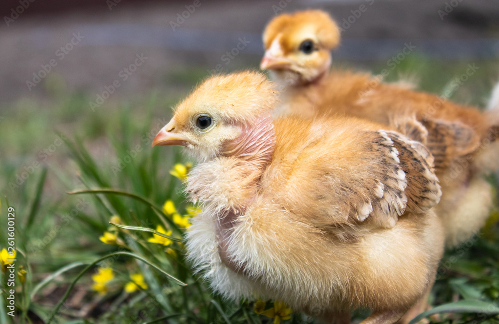 yellow chicks on a grass field or lawn for a design and decoration concept