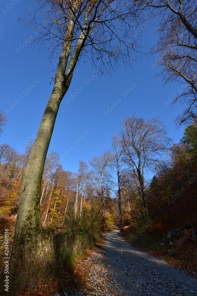 Obraz premium path in the forest