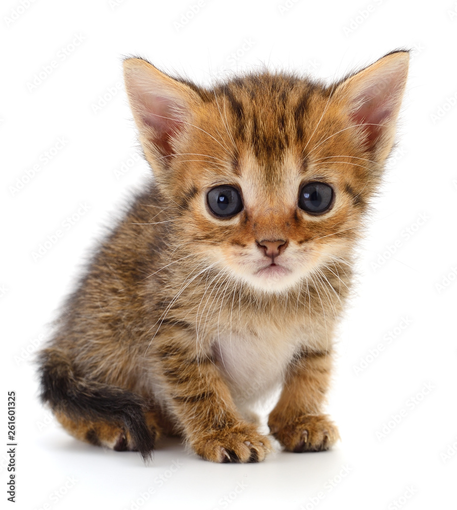 Fototapeta premium Small brown kitten.