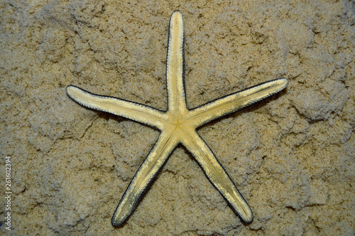 Beautiful starfish on the sand