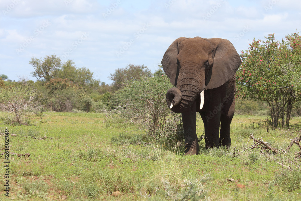 Fototapeta premium Afrikanischer Elefant / African elephant / Loxodonta africana