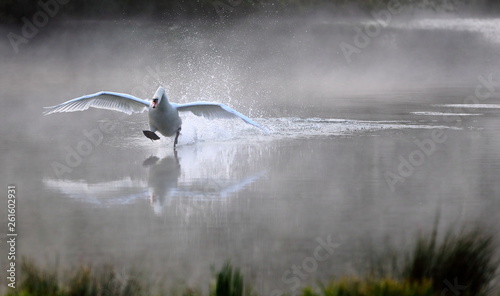 Envol du cygne
