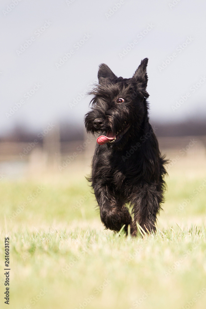 Hund Schauzerhündin auf der Wiese