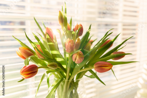Tulips in a vase