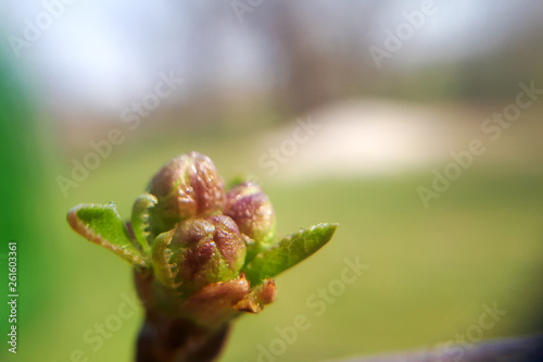 Prunus avium wild sweet cherry starting to bloom, group of buds on flowering branches during early springtime
