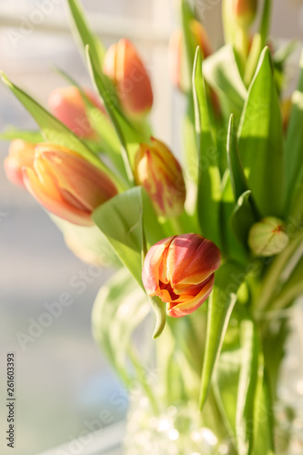 Tulips in a vase