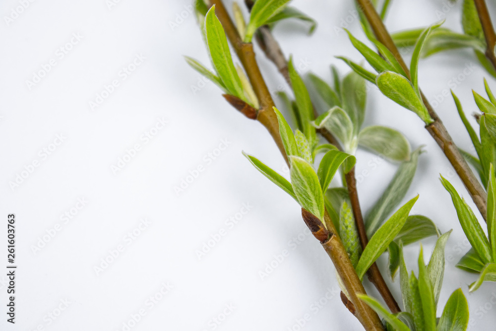 Obraz premium Green branches of spring willow on a white background. Copy space to the left for your text.