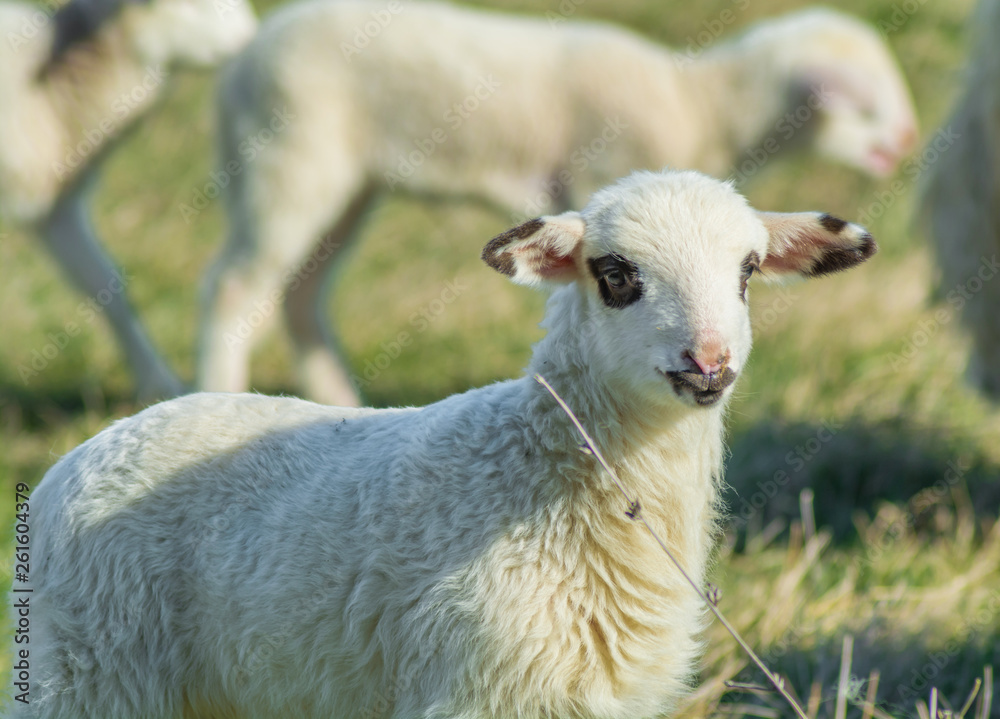 A young lamb looking forward after his mom. Lamb isolated in green field. Curious young lambkin in a meadow in spring season. A young lamb looking forward after his mom. Lamb isolated in green field. Curious young lambkin in a meadow in spring season.