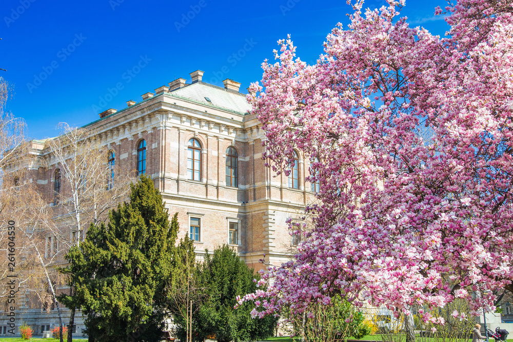 Spring in Zagreb, Croatia, academy of science and arts and magnolia blossom in park in beautiful spring day