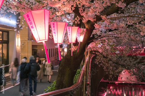 Meguro River Cherry Blossom Festival at night　目黒川桜まつり 夜景 photo