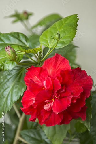 Image of flowering red hibiscus