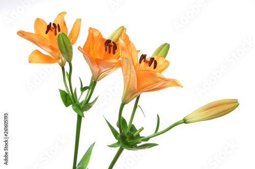 百合