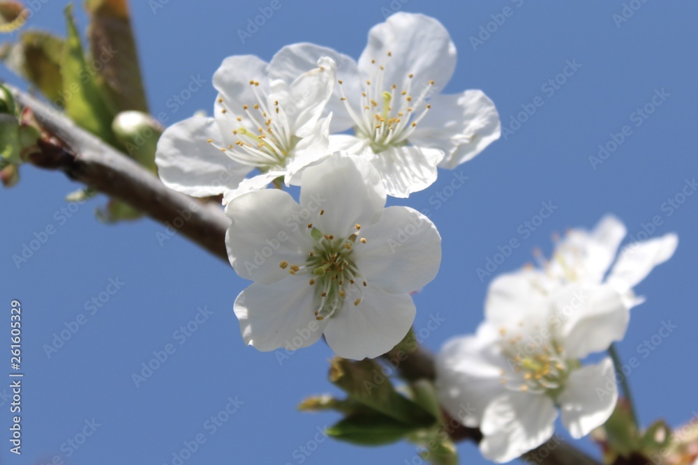 Kirschblüten Kirschblüten