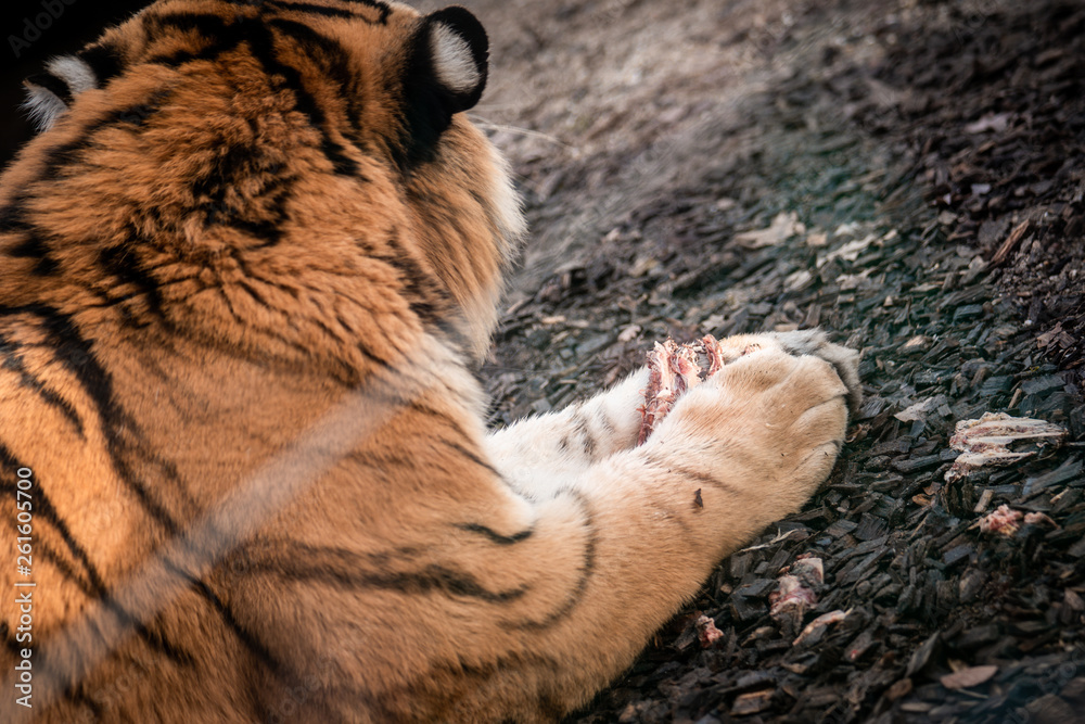 Naklejka premium Tiger am fressen, Fleichfresser, tier, katze, wild lebende tiere, wild, tierpark, felino, natur, band, raubtier, säugetier, bengal, big, dschungel, sibirische katze, großkatze, f