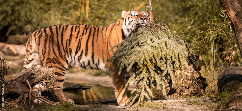 tiger, tier, katze, wild lebende tiere, wild, tierpark, felino, natur ...