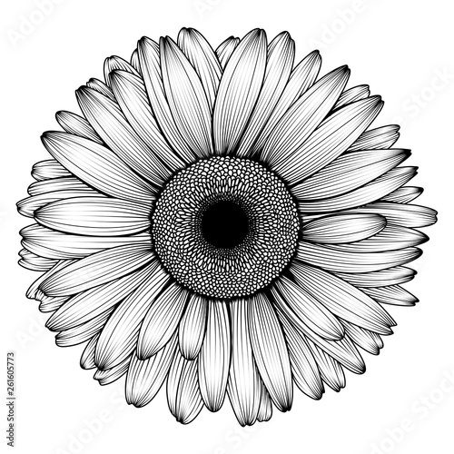 Vector hand-drawn image of chamomile, chrysanthemum or daisy flower, ink style. EPS 10