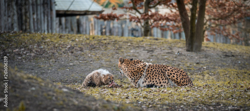Foto Leoparede am fressen, Fleichfresser, katze, tier, wild lebende tiere, wild, säug